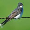 Eastern Kingbird