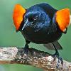 Red-Wing Blackbird