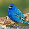 Indigo Bunting