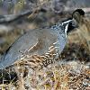 Gambels Quail - Anza Borrego Desert State Park