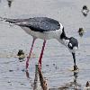 Black Necked Stilt - Horicon Marsh