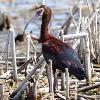 White Faced Ibis - Horicon Marsh