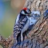 Downy Woodpecker - Male