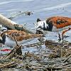 Ruddy Turnstones - Horicon Marsh