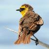 Yellow Headed Blackbird Female - Horicon Marsh
