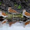 Dunlin