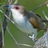 Black Billed Cuckoo