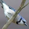 Blue Jay