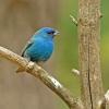 Indigo Bunting