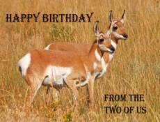 Pronghorn Fawns