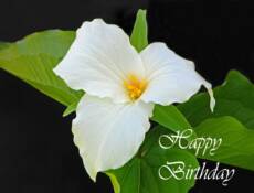 Trillium