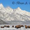 Teton Bison 