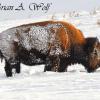 Snow Bison 