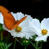 Butterfly on Flower