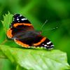 Butterfly on Leaf