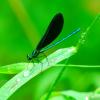 Black Wing Damselfly