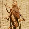 Camofloughed Grasshopper