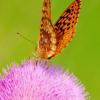 Fritallary on Thistle