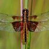 Chiwaukee Prairie Dragonfly