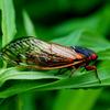 17 Year Cicada