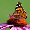Painted Lady on Coneflower