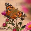 Painted Lady