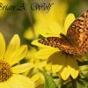 Variegated Frittalary