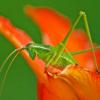 Katydid on Lily