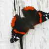 Butterfly on Fence Post