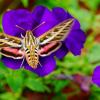 Sphinx Moth