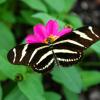 Butterfly on Flower