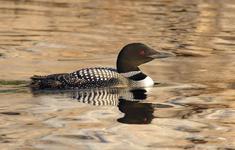 Common Loon