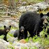 Black Bear and Two Cubs - Jasper NP