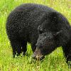 Black Bear - Jasper NP