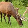 Bull Elk - Banff NP