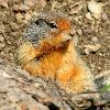 Columbian Ground Squirrel - Banff NP