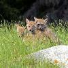 Coyote Pups - Jasper NP