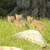 Coyote Pups - Jasper NP