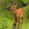 Elk Calf - Jasper NP