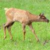 Elk Calf - Jasper NP