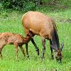 Elk Cow and Calf - Jasper NP