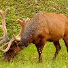 Elk in Velvet - Banff NP