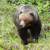 Grizzly Bear - Kootenay NP