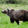 Grizzly Bear - Jasper NP