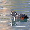 Harlequin Duck - Banff NP