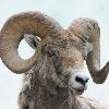 Bighorn Sheep Ram - Jasper NP