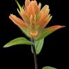 Indian Paintbrush - Jasper NP