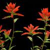 Indian Paintbrushes - Jasper NP