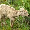 Bighorn Sheep Lamb - Jasper NP