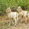 Bighorn Sheep Lambs - Jasper NP